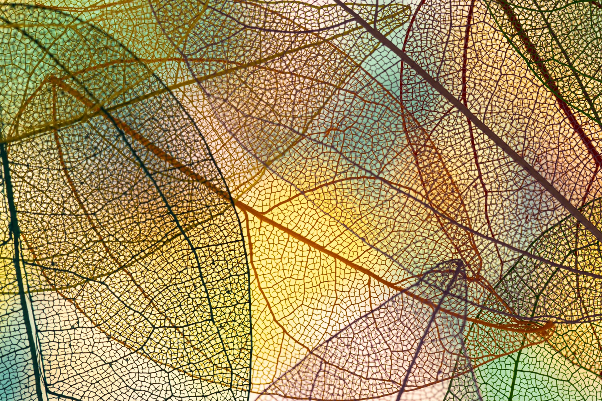 Translucent leaf skeletons in warm autumn colors